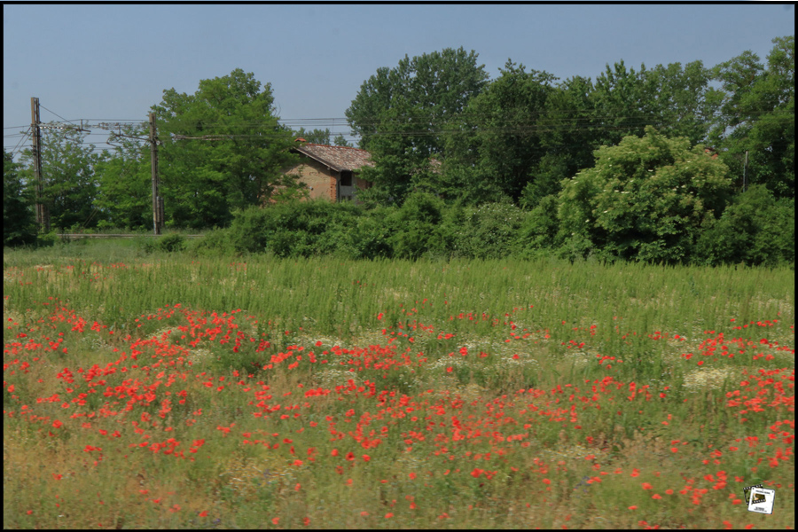 2022-05-27_11-03-29-Ligurien-Mohnblumenwiese 2022-05-27_11-03-29-Ligurien-Mohnblumenwiese
