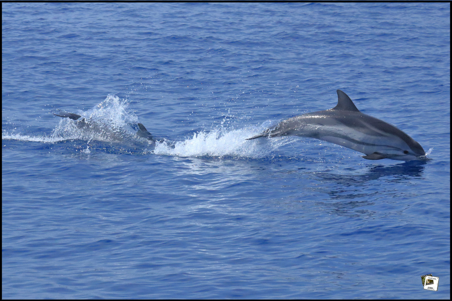 2022-05-28_15-14-07-Ligurien_02-springende-Delfine 2022-05-28_15-14-07-Ligurien_02-springende-Delfine