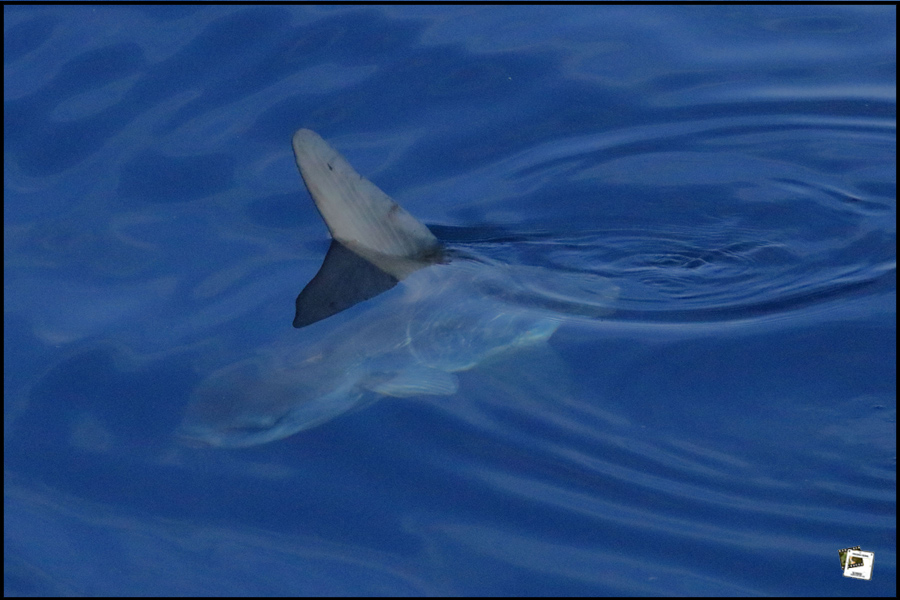 2022-05-28_17-28-26-Ligurien-Mondfisch 2022-05-28_17-28-26-Ligurien-Mondfisch