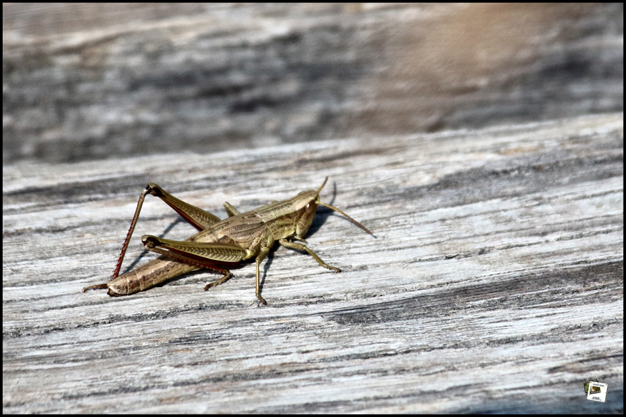 2022-09-01_14-44-04-Oechsle-Bahn-600D- 2022-09-01_14-44-04-Oechsle-Bahn-600D-