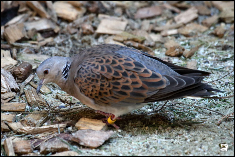 2023-08-23_10-37-57-Pullman-Cty und Bayerwald-Tierpark 2023-08-23_10-37-57-Pullman-Cty und Bayerwald-Tierpark