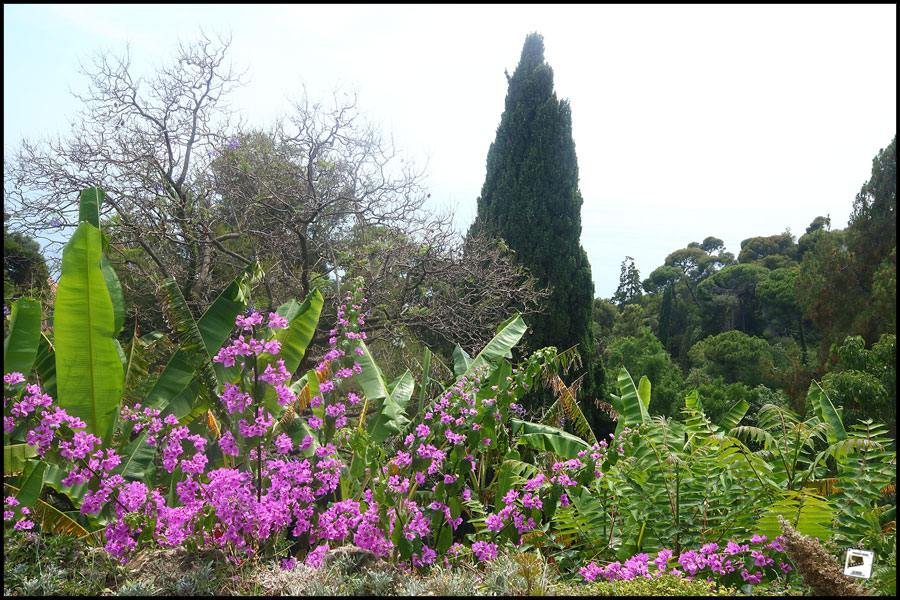 2025-06-27_15-13-28-Cervo-2025-750D 2025-06-27_15-13-28-Cervo-2025-750D