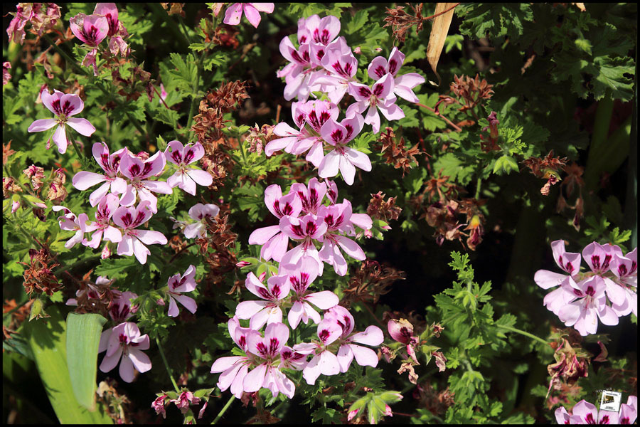 2025-06-27_15-14-51-Cervo-2025-600D 2025-06-27_15-14-51-Cervo-2025-600D