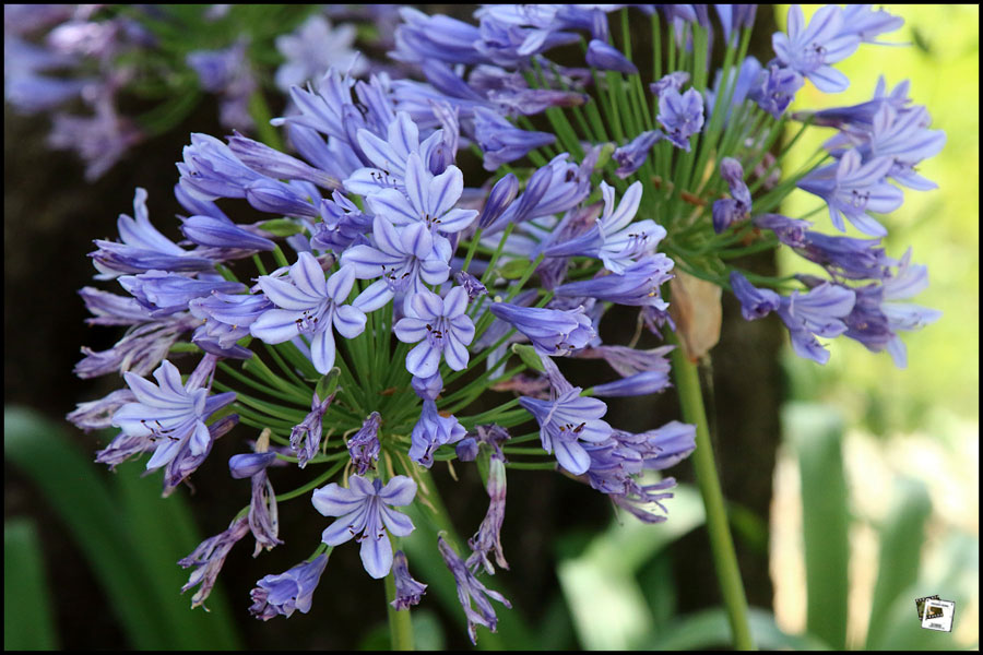 2025-06-27_15-19-51-Cervo-2025-600D 2025-06-27_15-19-51-Cervo-2025-600D