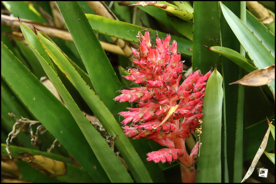 2025-06-27_15-44-03-Cervo-2025-600D 2025-06-27_15-44-03-Cervo-2025-600D