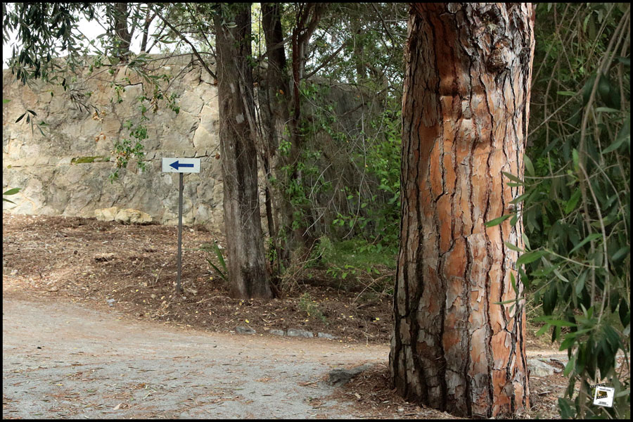 2025-06-27_16-28-15-Cervo-2025-600D 2025-06-27_16-28-15-Cervo-2025-600D