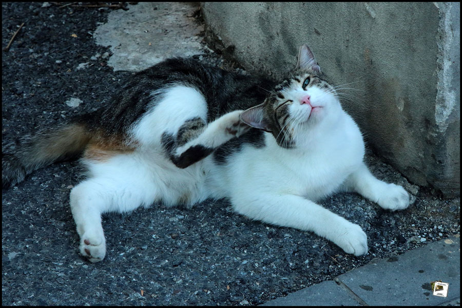 2025-06-27_18-05-23-Cervo-2025-600D 2025-06-27_18-05-23-Cervo-2025-600D