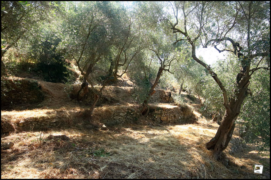 2025-06-28_10-41-09-Cervo-2025-750D 2025-06-28_10-41-09-Cervo-2025-750D