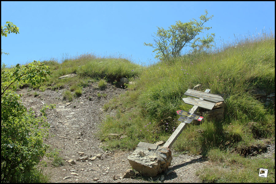 2025-06-28_13-00-41-Cervo-2025-600D 2025-06-28_13-00-41-Cervo-2025-600D