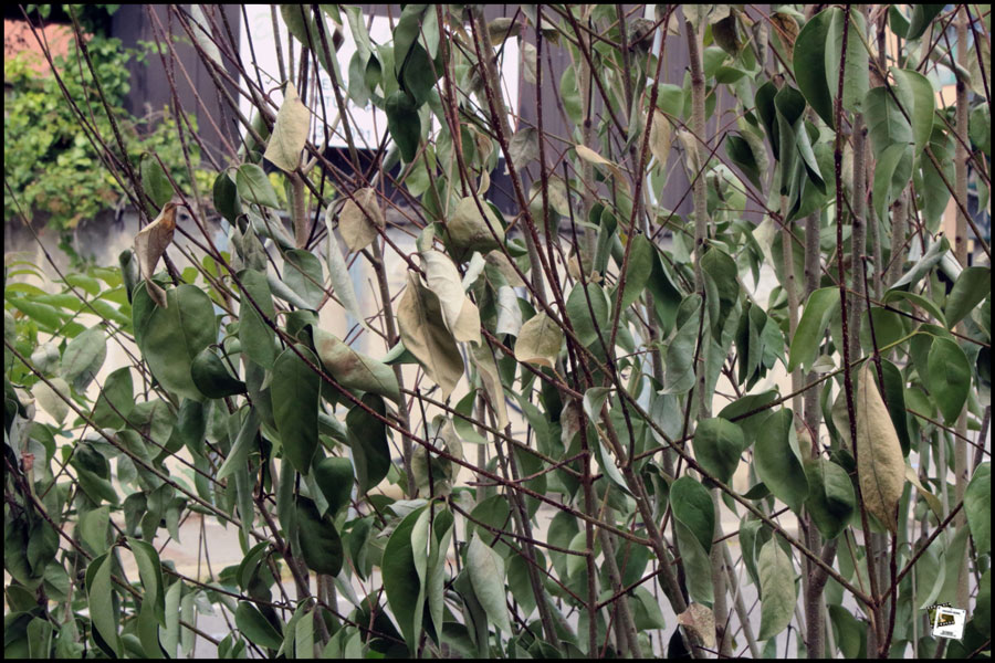 2025-06-30_15-39-57-Cervo-2025-600D 2025-06-30_15-39-57-Cervo-2025-600D