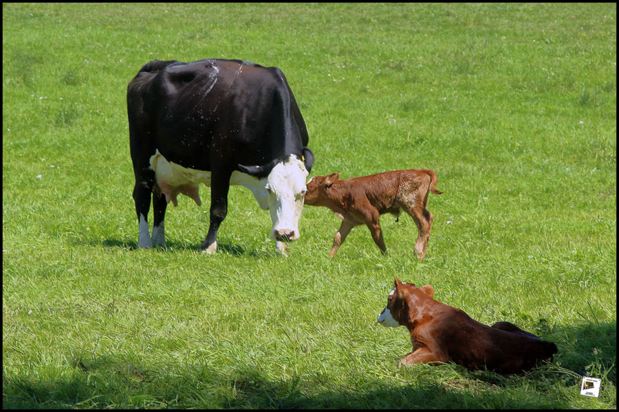 2025-08-09_13-00-47-Katzenstein und Hocketse Neresheim 2025-08-09_13-00-47-Katzenstein und Hocketse Neresheim