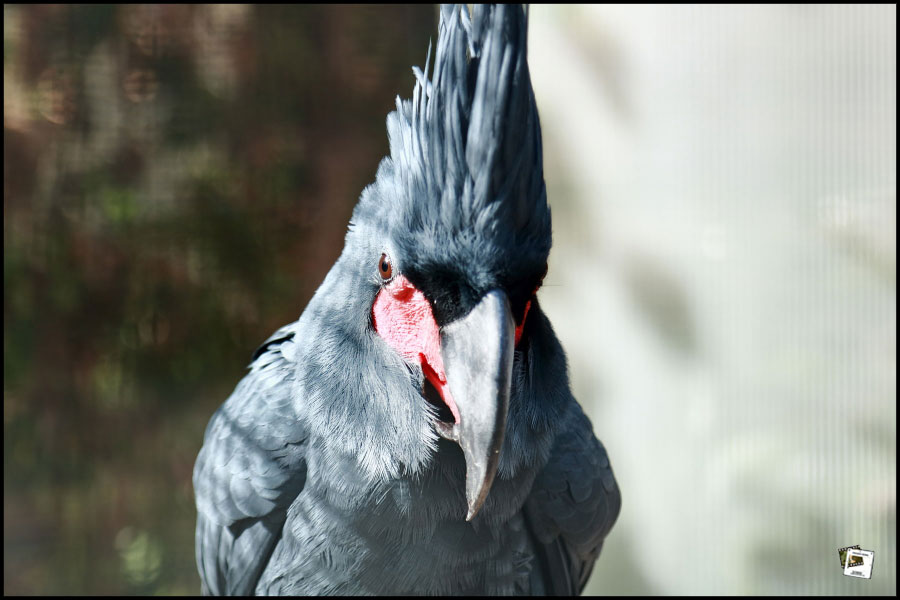 2026-03-12_13-01-15-750D-Palmkakadu 2026-03-12_13-01-15-750D-Palmkakadu